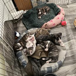 Dalmatian and Whippet Puppies from Hapi-Dal Dalmatians and Primetime Whippets