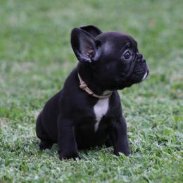 Pink Collar - Black female French Bulldog puppy in Tyler, Texas from Texas Top Notch Frechies