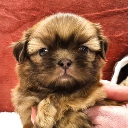 COOPER - Red male Shih Tzu puppy in Candler, North Carolina from Pup-Tzu WNC