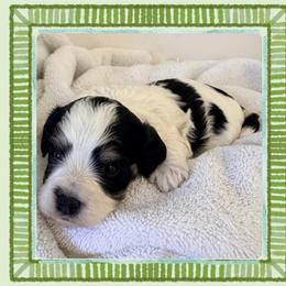 Paxton - Tri-color male Cavapoo puppy in Oak Island, North Carolina from Double Doodle Cavapoos