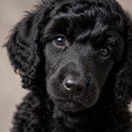 Lucy - Silver female Poodle puppy in Spring Hills, Florida from The Olympus Standard Poodle
