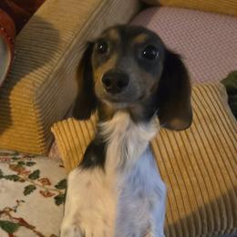 Dachshunds from Kandice Dudley