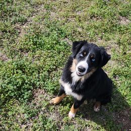 Bacon - Miniature Australian Shepherd