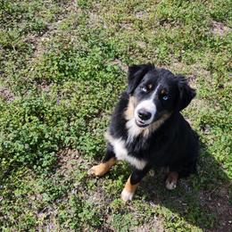 Bacon - Miniature Australian Shepherd