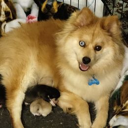 Ruby - Pomsky