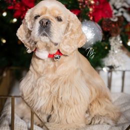 Cocker Spaniel All Grown Up from Once Upon a Time Cockers