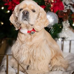 Cocker Spaniel All Grown Up from Once Upon a Time Cockers