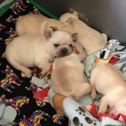 French Bulldog Puppies from BigStar French Bulldogs