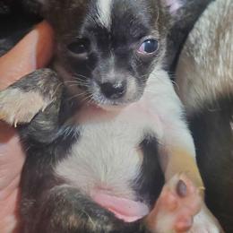 Girl 1 - Black sabled fawn female Chihuahua puppy in Oklahoma City, Oklahoma from Teacup Chihuahuas and Friends