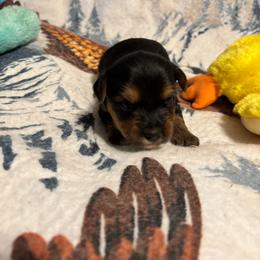 Luna AVAILABLE (1800.00) - Blue and gold female Yorkshire Terrier puppy in Brandenburg, Kentucky from Lil Amazing Paws Yorkshire Terriers