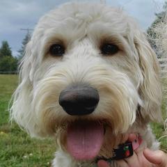 Double Doodles from Katie's Golden Mountain Doodles