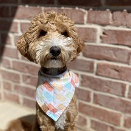 Sadie - Goldendoodle