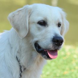 Hera - Golden Retriever