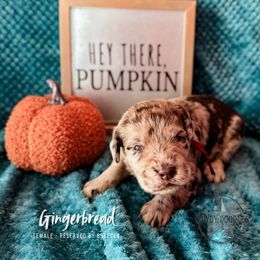 Bordoodle and Labradoodle Puppies from Howdy Doodles