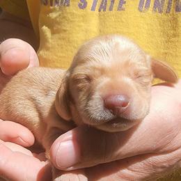 Boy 1 - Red male Dachshund puppy in Paradise, Texas from C and J Minis