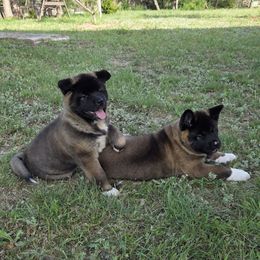 Akita Puppies from Folklore Akitas