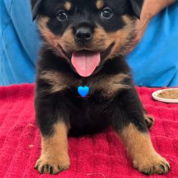 Male 1 - Black and mahogany male Rottweiler puppy in Live Oak, Florida from K&R RANCH KENNELS