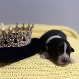 Princess - Black tri-color female Australian Shepherd puppy in Dallas, Georgia from Sunsprite Aussies