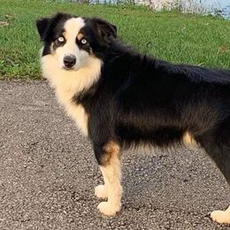 Aussiedoodles, Australian Shepherds, Miniature Australian Shepherds, and Poodles from Lightning K Kanine’s