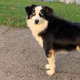 Aussiedoodles, Australian Shepherds, Miniature Australian Shepherds, and Poodles from Lightning K Kanine’s