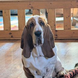 Mango - Basset Hound