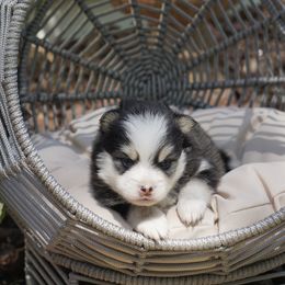Pomsky Puppies from Arctic Star Pomskies