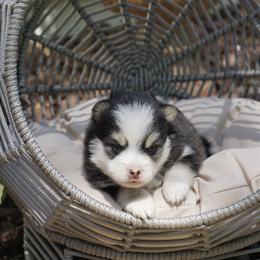 Pomsky Puppies from Arctic Star Pomskies