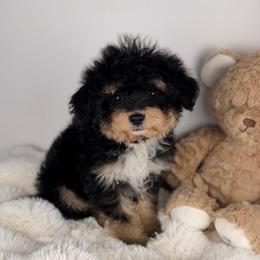 Noodle - Tri-color male Bernedoodle puppy in Sweetwater, Florida from Sandy Snout Doodles