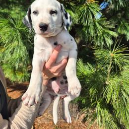 Yellow - White and black male Dalmatian puppy in Pine City, Minnesota from Rock Creek Dalmatians