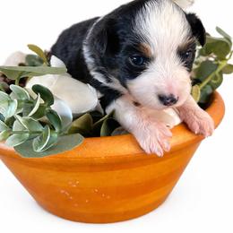 Girl 3 - Black tri female Toy Australian Shepherd puppy in Brentwood, California from Itty Bitty Aussies