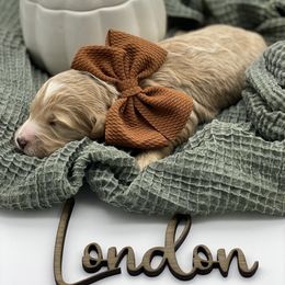Girl 2 - Apricot Goldendoodle puppy in Blanchard, Oklahoma from I Dream of Doodles