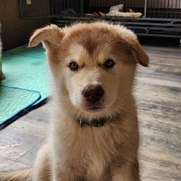 Lilly, green collar girl - Red and white female Alaskan Malamute puppy in Grayson County, Virginia from River Bend Malamutes