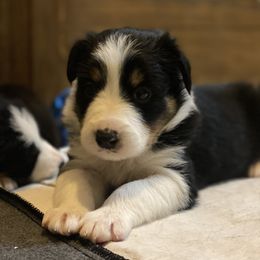 Border Collie Puppies from Herding Heritage