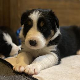 Border Collie Puppies from Herding Heritage