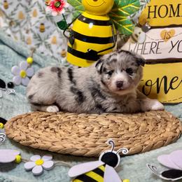 Freckles - Blue merle female Australian Shepherd puppy in California from Eagle River Aussies