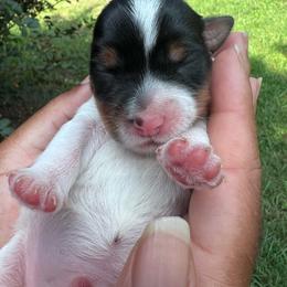 Ace - Parti male Yorkshire Terrier puppy in Eure, North Carolina from Cutie Patootie Paws