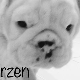 English Bulldog Puppies from Spice O’ Life Bulldogs