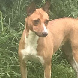 Rat Terriers from Rattle Creek Farm