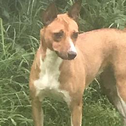 Rat Terriers from Rattle Creek Farm