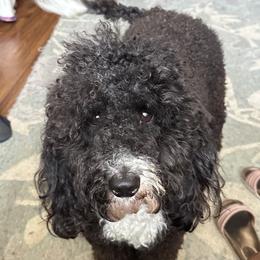 Bernedoodles, Goldendoodles, and Shih Tzus from TrueLine kennels