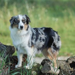 Maggie - Australian Shepherd