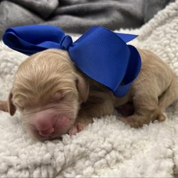 Mandevilla - Cream male Goldendoodle puppy in The Woodlands, Texas from Gracie's Goldendoodles and Bernedoodles