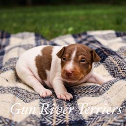 Chocolate Tri - White, chocolate and tan male Rat Terrier puppy in Allegan, Michigan from Gun River Terriers