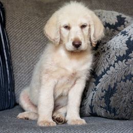 Labradoodle and Labrador Retriever Puppies from Moore than Dogs