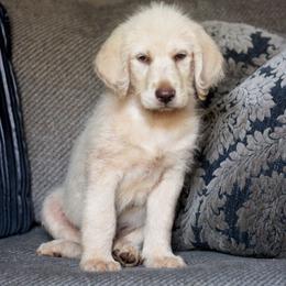 Labradoodle and Labrador Retriever Puppies from Moore than Dogs
