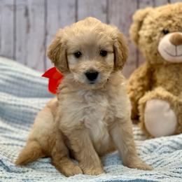 Oliver - Cream male Goldendoodle puppy in The Woodlands, Texas from Gracie's Goldendoodles and Bernedoodles