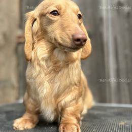 Bri - Dachshund