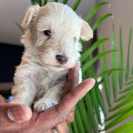 Teddy - Wheaten male Miniature Schnauzer puppy in Charlotte, North Carolina from Golden Leaf Kennels LLC