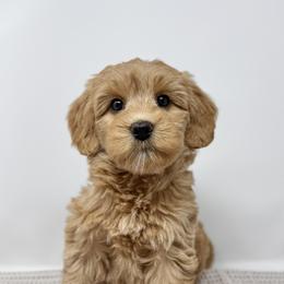 Kit - Apricot female Australian Labradoodle puppy in Sacramento, California from Little Farmstead Labradoodles