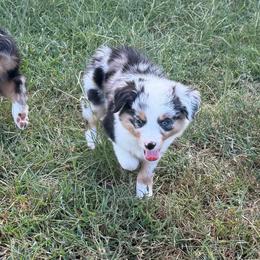 Sky - Blue merle female Miniature Australian Shepherd puppy in Bogata, Texas from Maple Creek Run